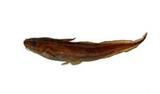 鰻鯰( i Plotosus lin...