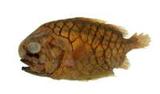 QA(Monocentris japonica)