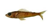日本仙女魚(Aulopus japonicus)