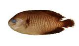 紅奇刺尻魚(Centropyge ferrugatus)
