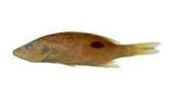 單斑笛鯛(Lutjanus monostigma)
