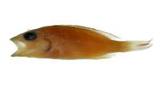 黃紋笛鳚(Lutjanus janthinuropterus)