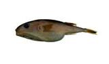 黑星笛鯛(Lutjanus russellii)
