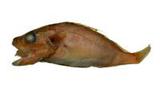 nY鮋(Setarches longimanus)