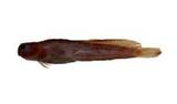 aʾ?(Istiblennius enosimae)