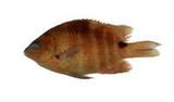 梭地豆娘魚(Abudefduf sordidus)
