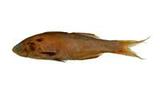 h?(Polydactylus sexfilis)