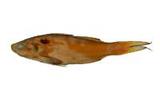 ?(Polydactylus plebeius)
