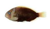 白條海葵魚(Amphiprion frenatus)