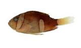 克氏海葵魚(<i>Amphiprion clarkii</i>)