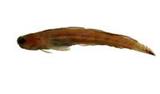 ﴳ鳚(Istiblennius bilitonensis)