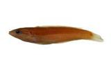T޳(Halichoeres trimaculatus)