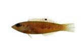 im޳(Halichoeres margaritaceus)