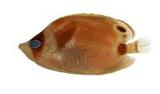 봳(Chaetodon lunula)