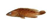 白星石斑魚( i Epinephel...