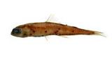 鈍吻燈籠魚(<i>Myctophum obtusirostre</i>)