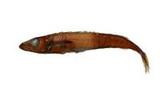 (Promethichthys prometheus)