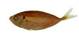 ?(Selaroides leptolepis)
