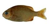 天竺舵魚( i Kyphosus c...