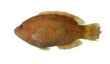TB(Cheilinus trilobatus)