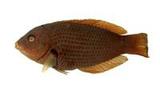 Cn(Anampses caeruleopunctatus)