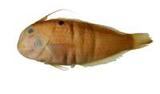 ´_(Hemipteronotus melanopus)