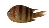 六線豆娘魚(Abudefduf sexfasciatus)