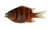 條紋豆娘魚(Abudefduf vaigiensis)