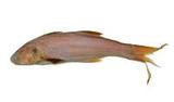 |?(Eleutheronema tetradactylum)