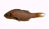 ?(Polynemus sexfilis)