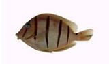 K(Acanthurus triostegus)