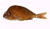 a?(Goniistius zonatus)