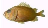 白線金鱗魚( i Ostichthy...