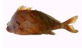 a?(Goniistius zonatus)