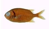 赤松毬( i Myripristis...