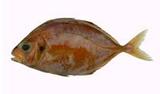 ?(Carangoides equula)