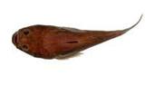 寡鱗瞻星魚( i Uranoscop...