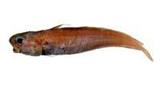 紅鬚小褐鱈( i Physiculu...