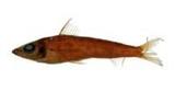 黑緣青眼魚(Chlorophthalmus nigromarginatus)
