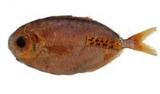 I(Psenopsis anomala)