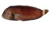 as(Novaculichthys taeniourus)