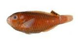 鸚哥魚( i Scarus psit...