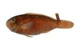 鸚哥魚( i Scarus psit...