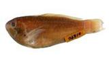 蟲紋鸚哥魚( i Scarus gl...