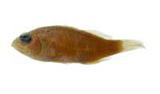 A(Thalassoma lutescens)
