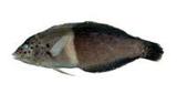 紅喉盔魚( i Coris aygu...