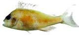 IaG?(Goniistius quadricornis)