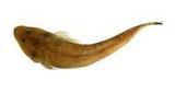 印度牛尾魚( i Platyceph...