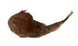 B(Taurocottus bergii)
