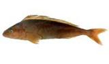 Fhu(Pleurogrammus azonus)